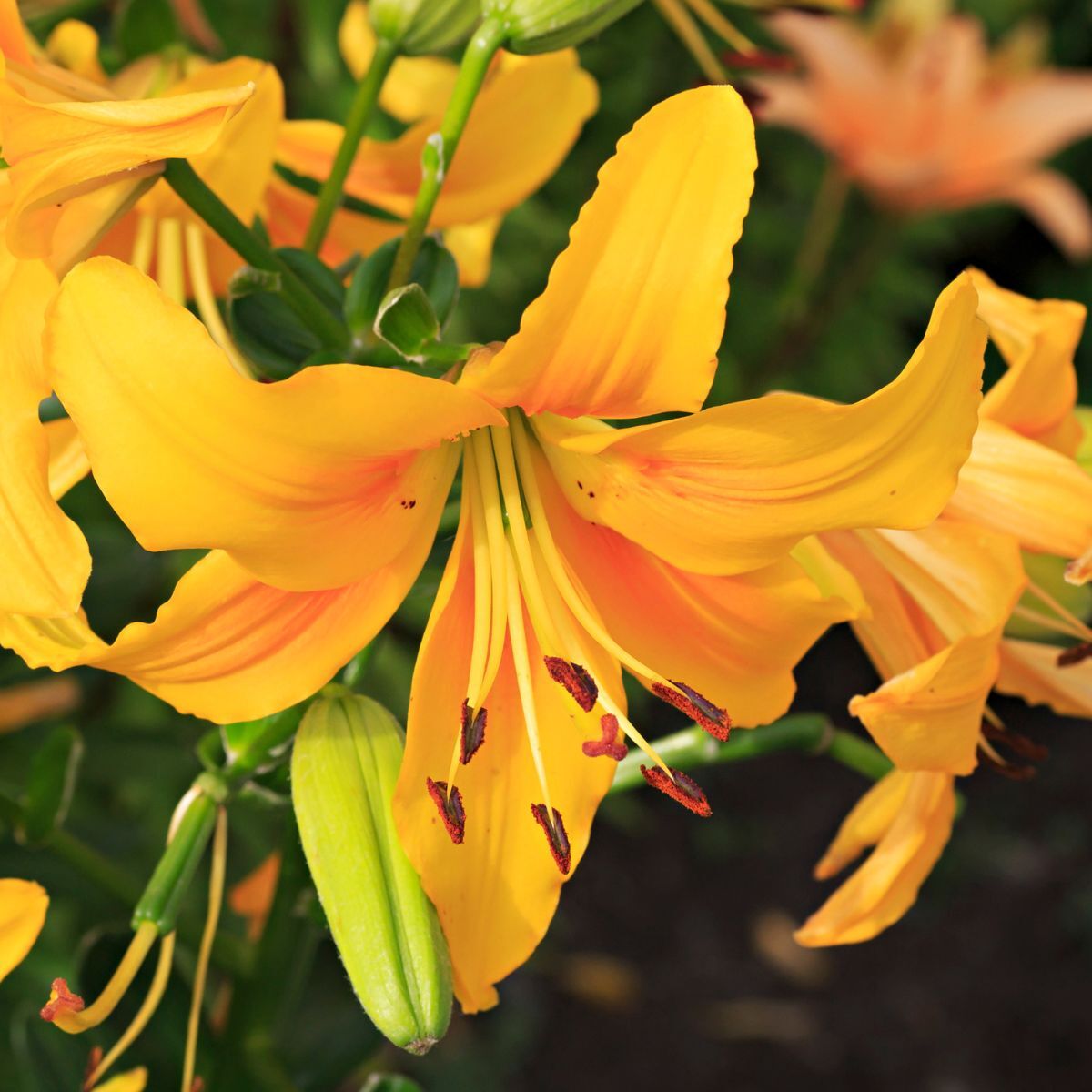 Asiatic Lily Pearl Justine Seeds