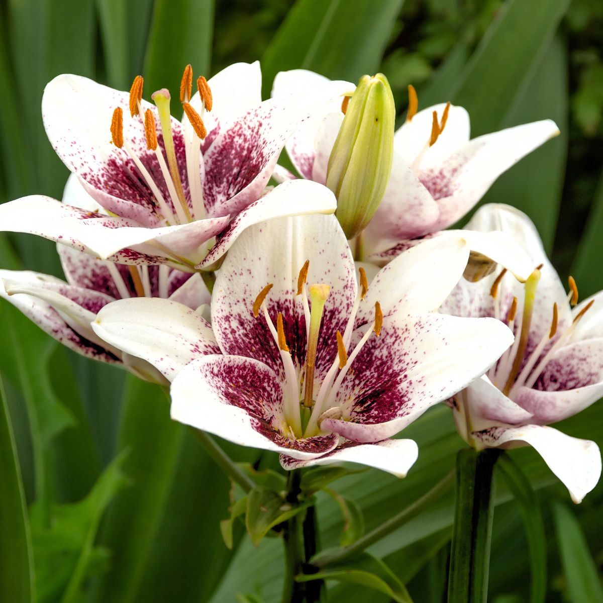 Asiatic Lily Tribal Kiss Seeds