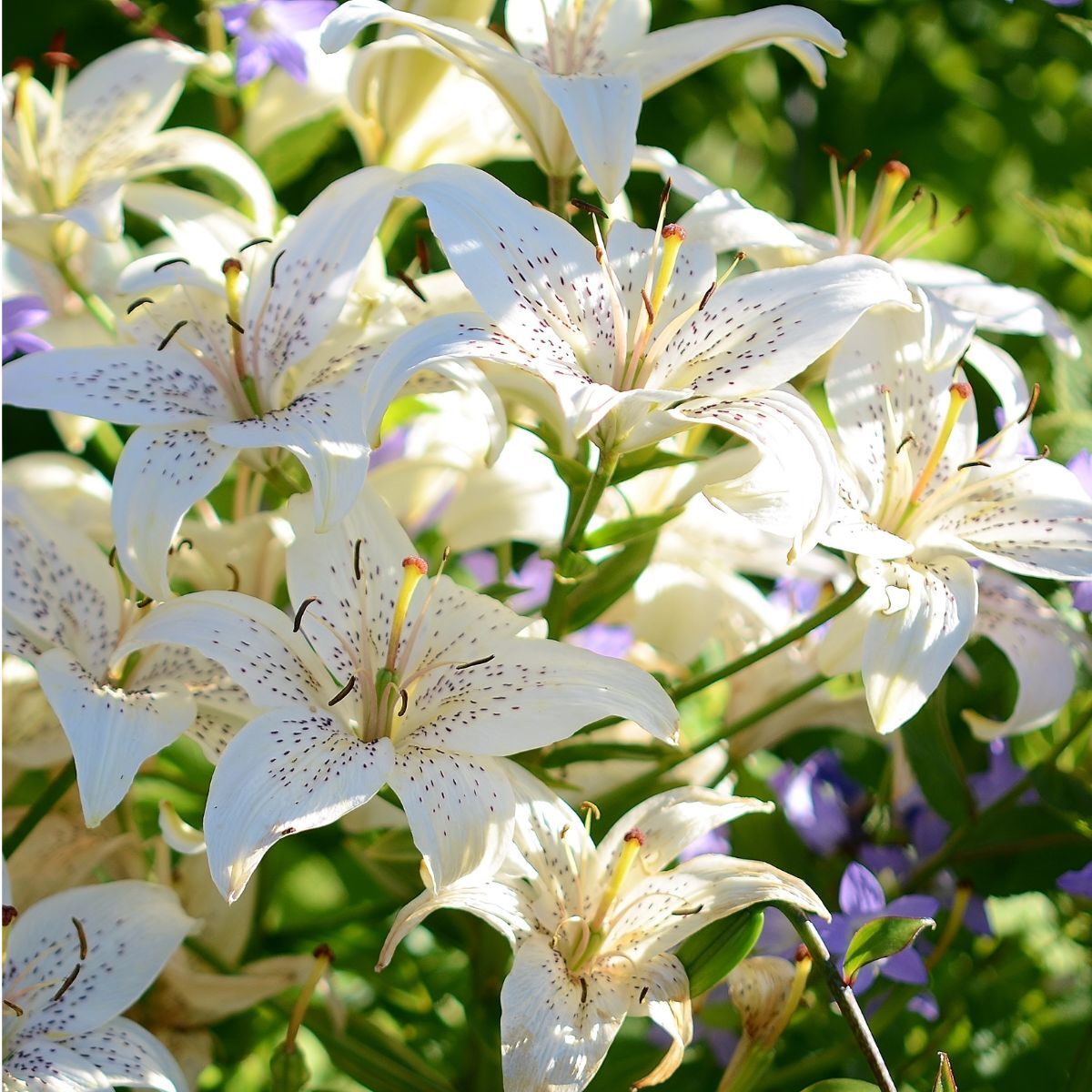 Tiger Lily White Twinkle Seeds