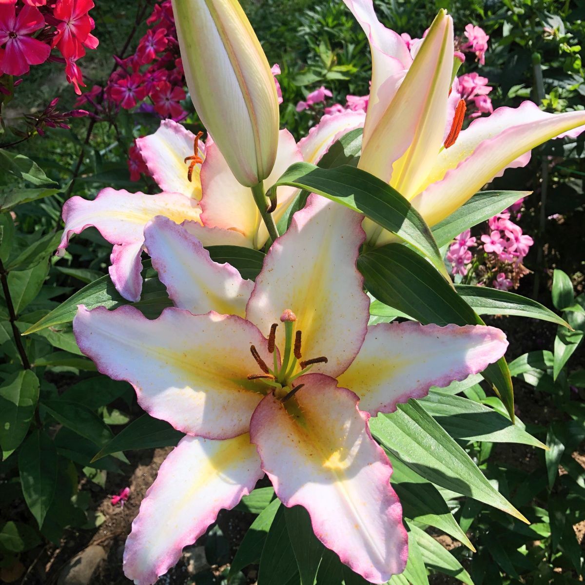 Oriental Lily Primrose Hill Seeds