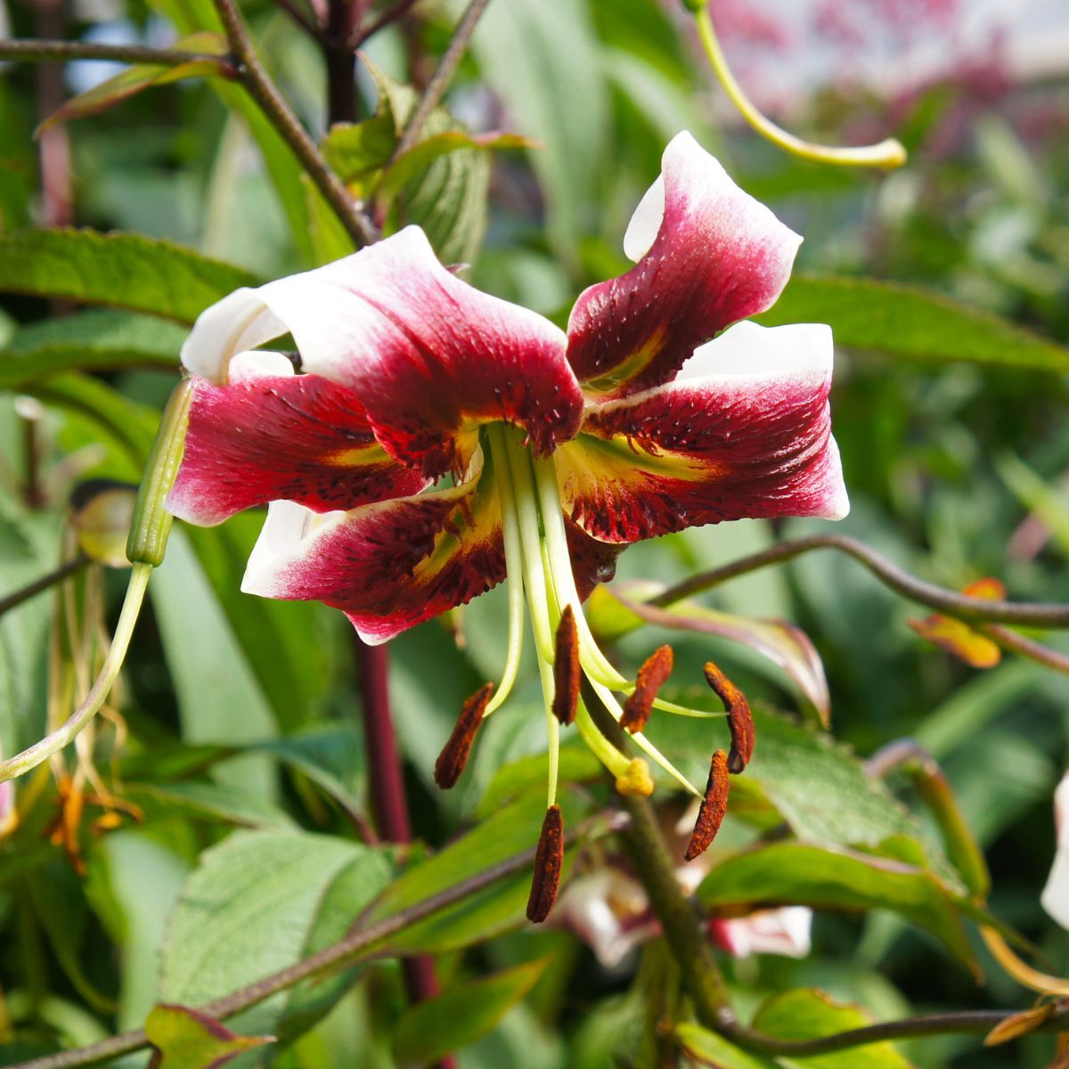 Oriental Trumpet Lily Leslie Woodriff Seeds