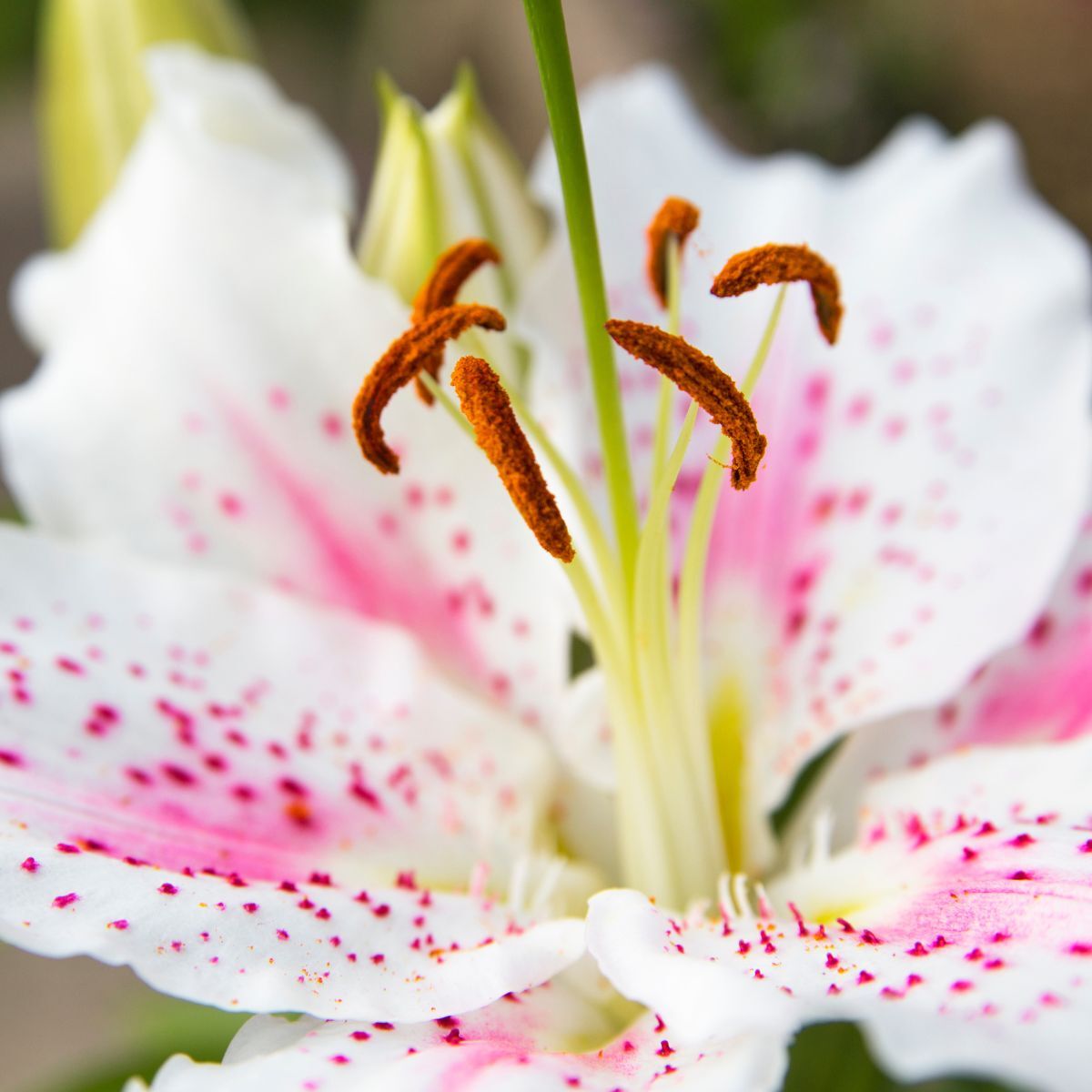 Oriental Lily Lovely Day Seeds