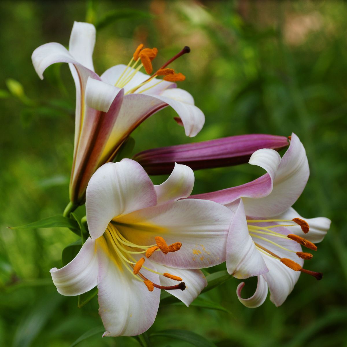 Oriental Trumpet Lily Beijing Moon Seeds