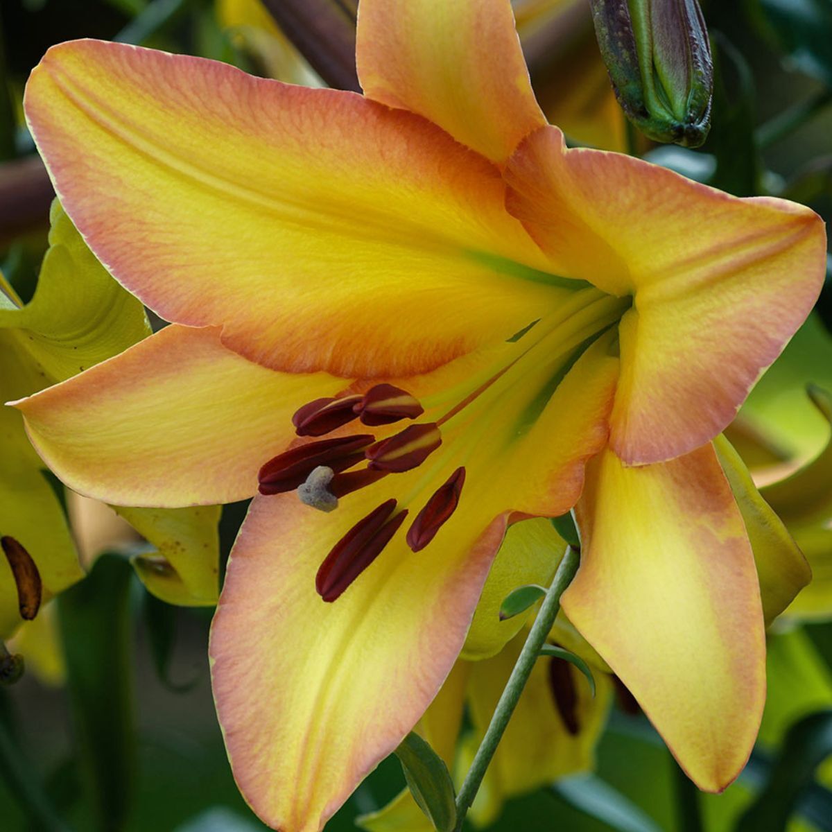 Oriental Trumpet Lily Rising Moon Seeds