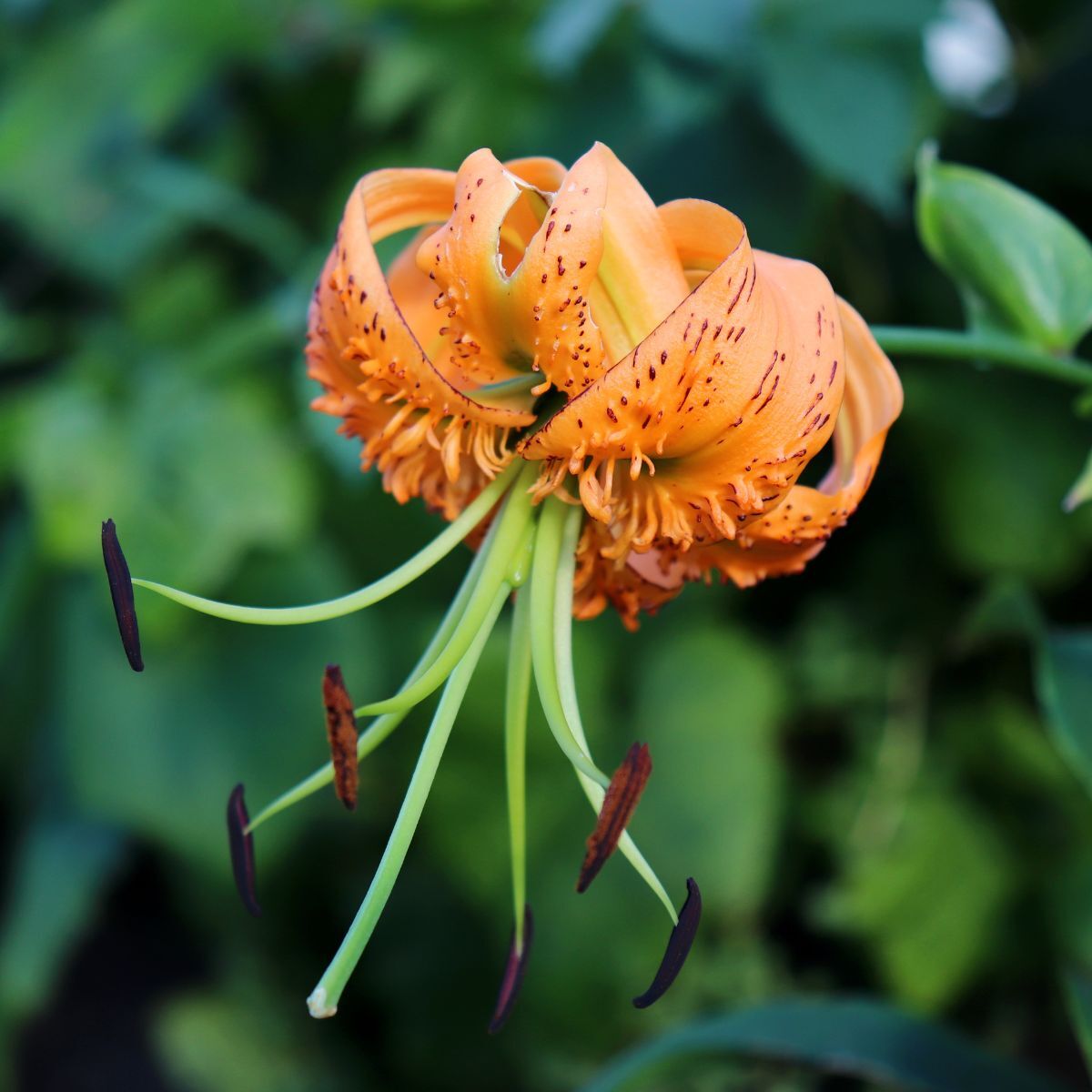 Tiger Lily Henryi Seeds