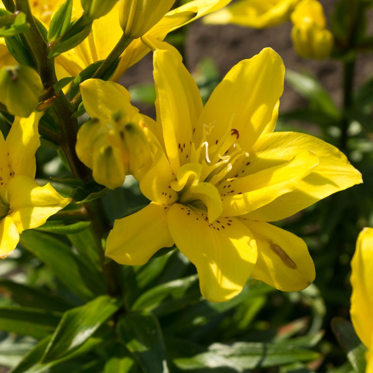 Double Asiatic Lily Fata Morgana Seeds