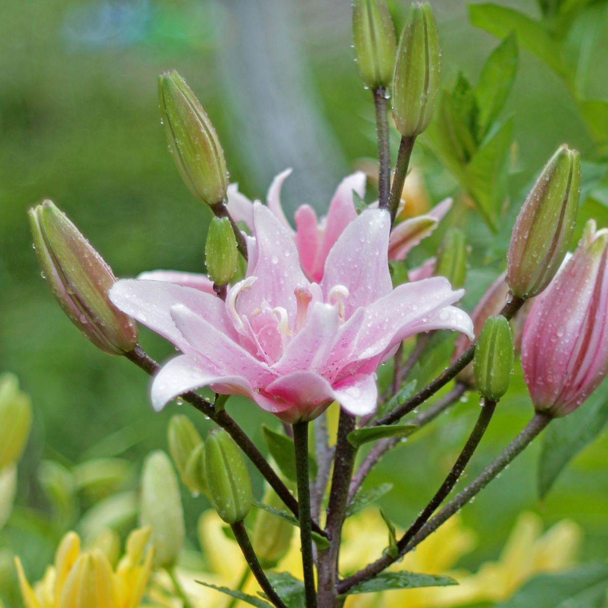 Double Asiatic Lily Elodie Seeds