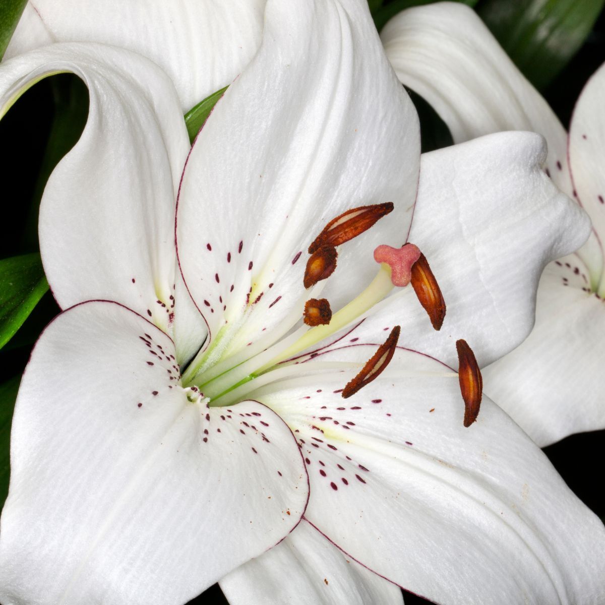 Oriental Lily Eyeliner Seeds