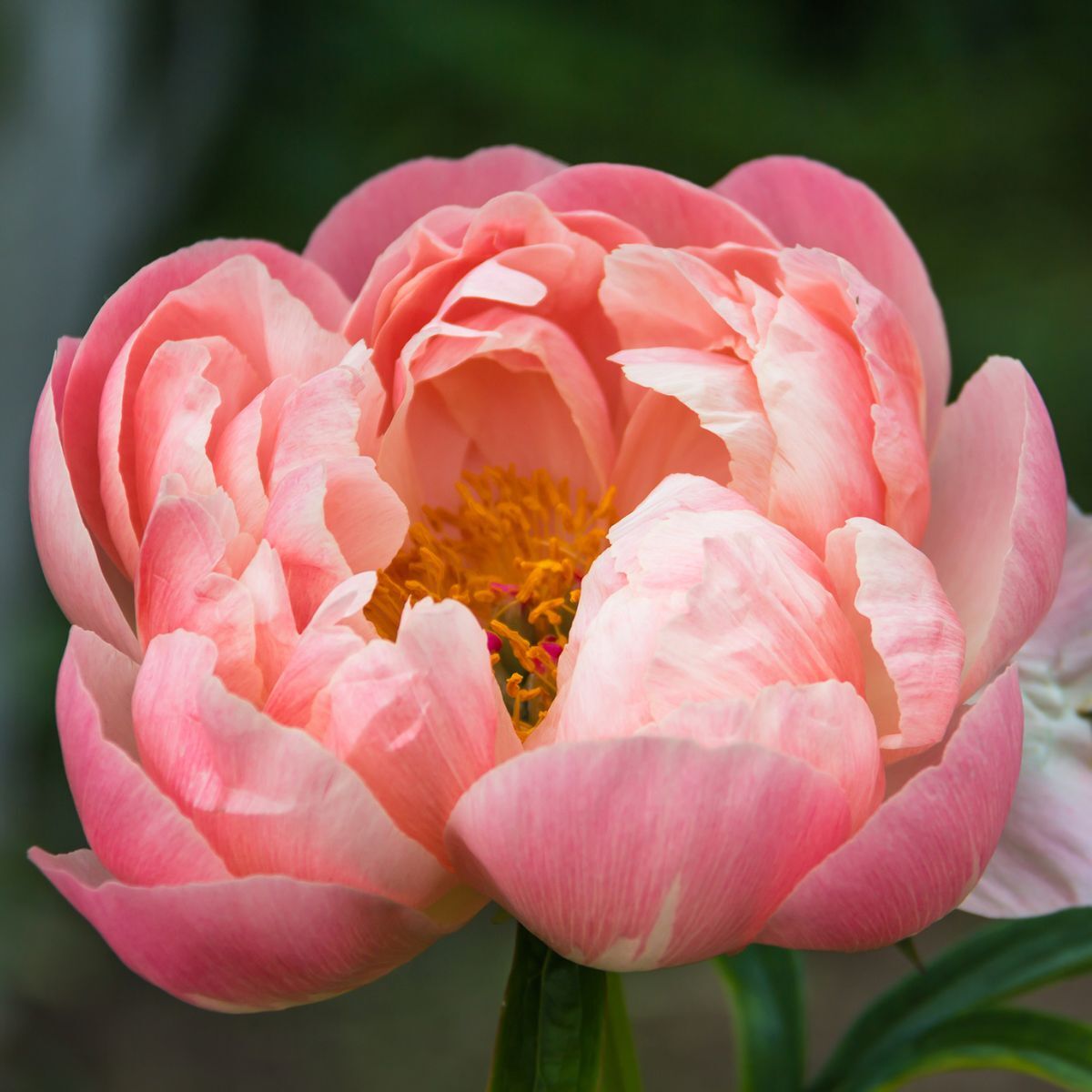 Herbaceous Peony Coral Charm Seeds