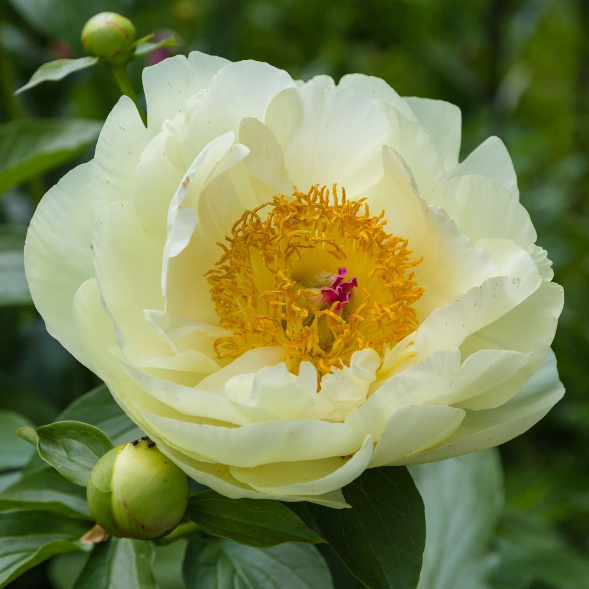 Herbaceous Peony Lemon Chiffon Seeds