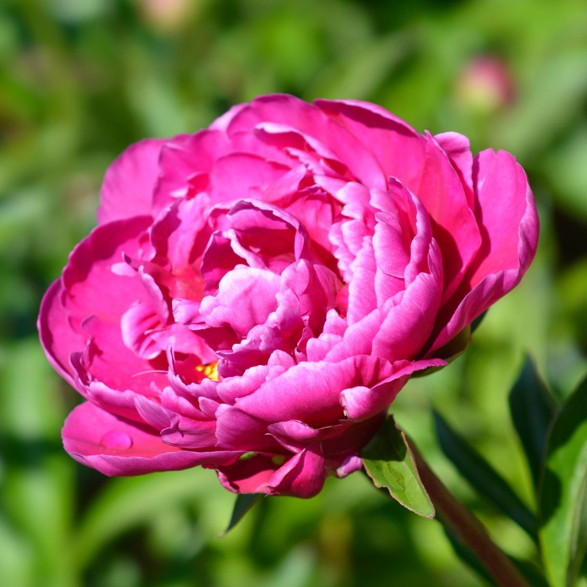 Herbaceous Peony Felix Supreme Seeds