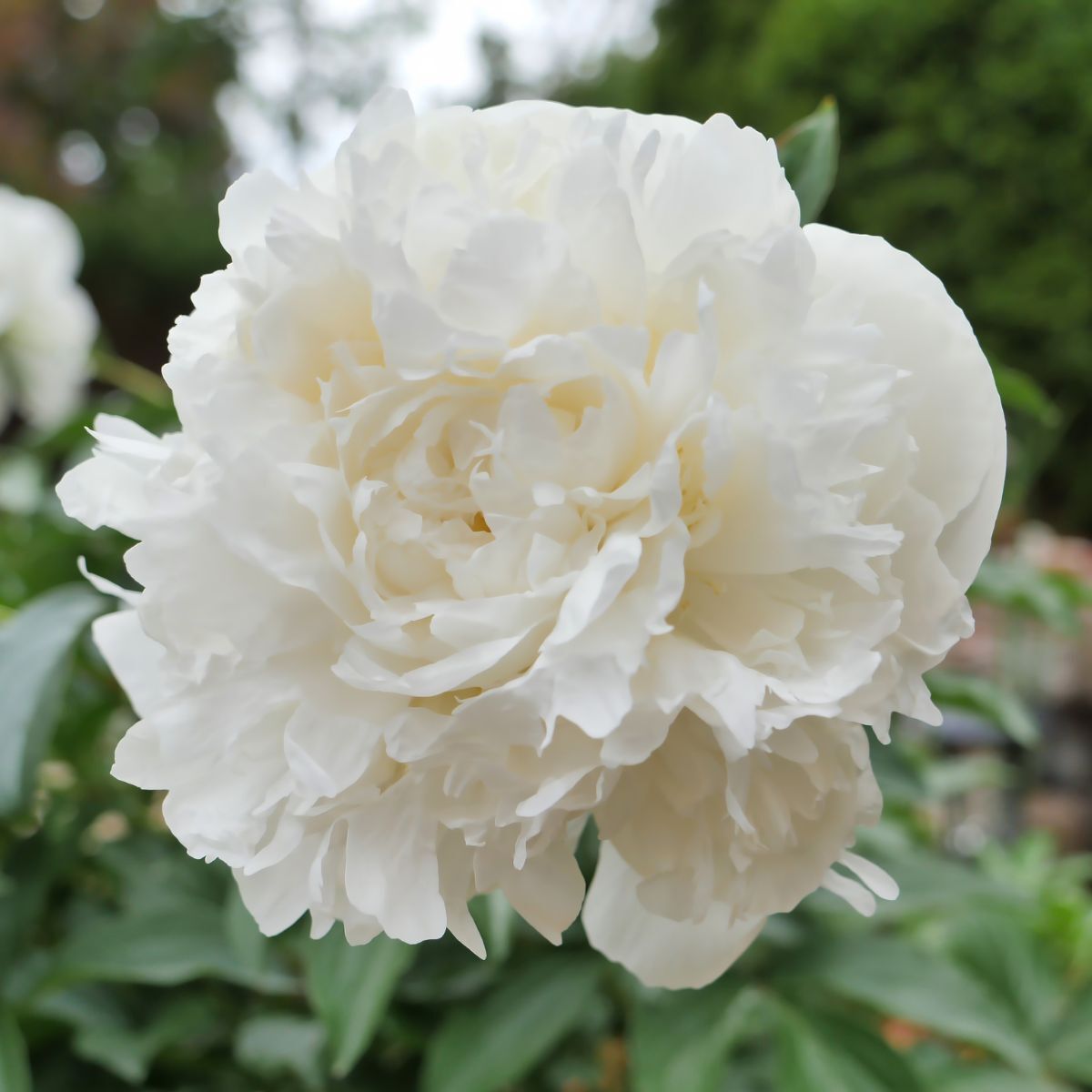 Herbaceous Peony Duchesse de Nemours Seeds