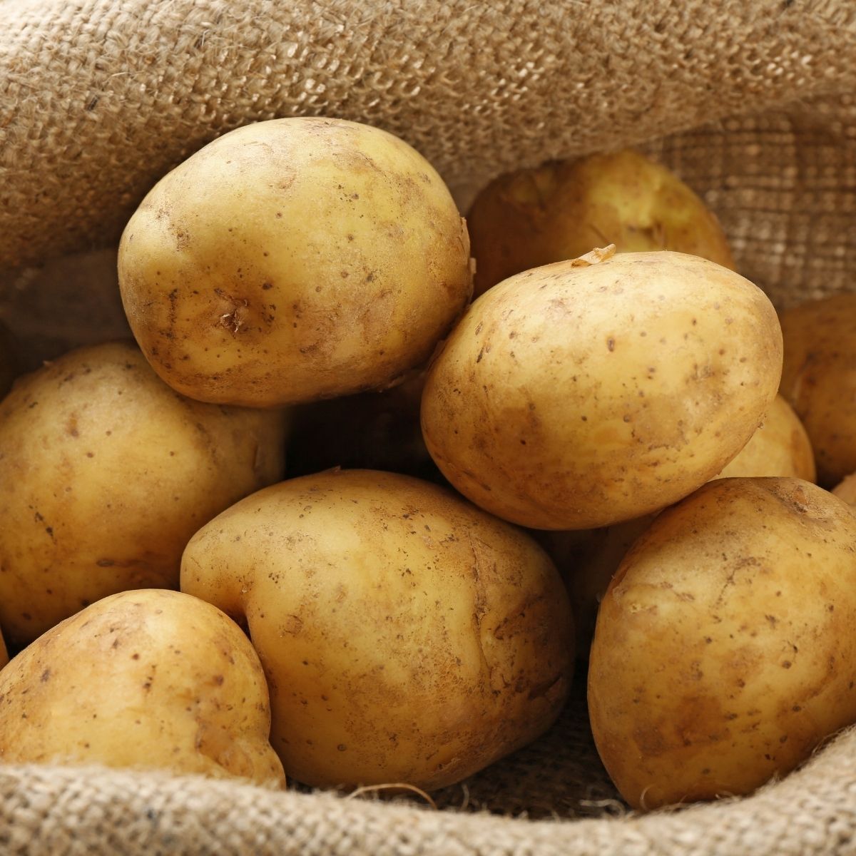 Sebago Seed Potato Seeds