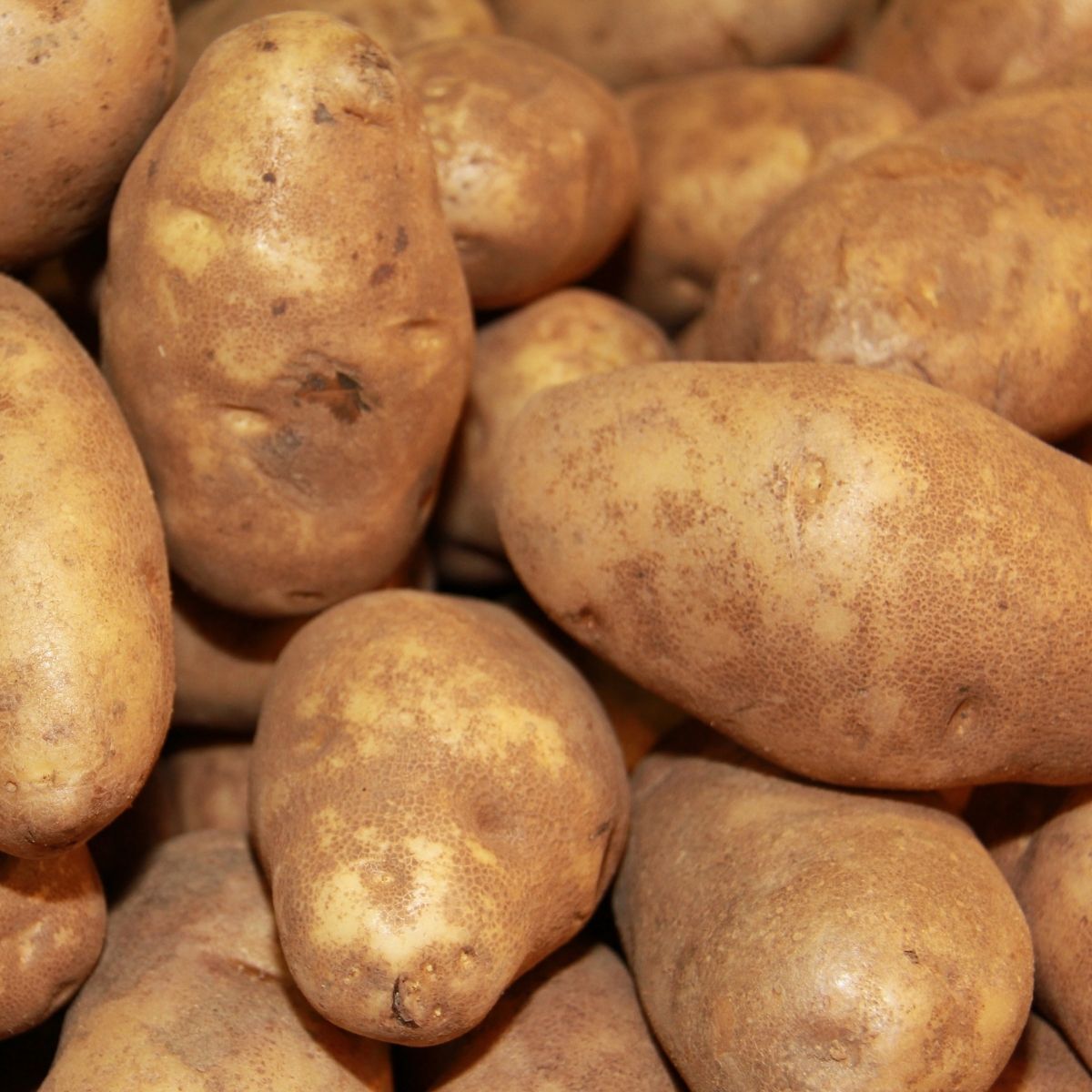 Russet Burbank Seed Potato Seeds