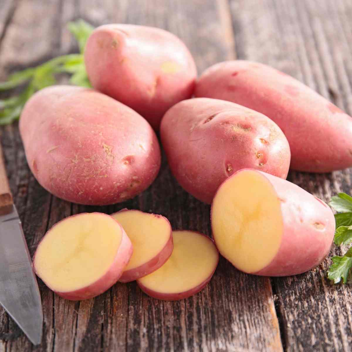 Potato Seeds - Red Lady PBR