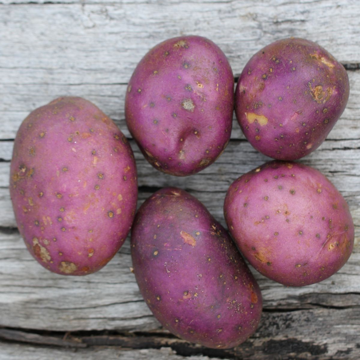 Potato Seeds - Royal Blue