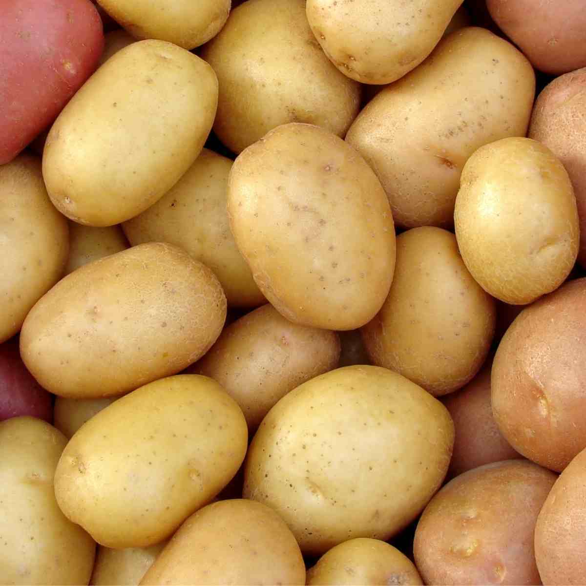 Potato Seeds - Kennebec