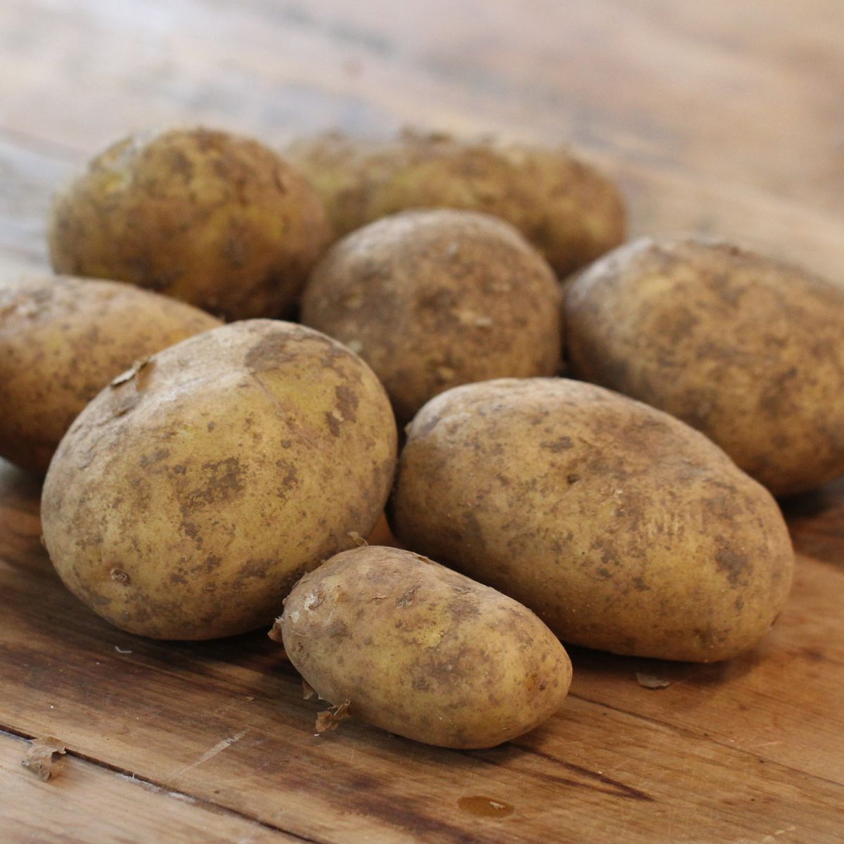 Potato Seeds - Dutch Cream