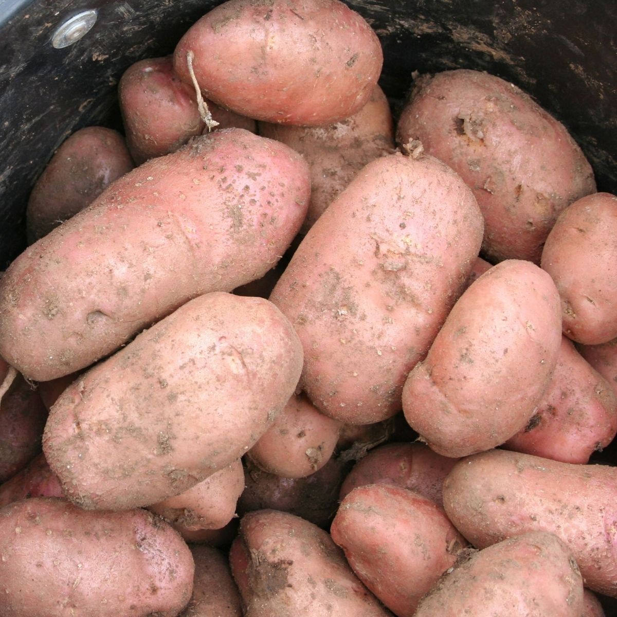 Desiree Seed Potato Seeds