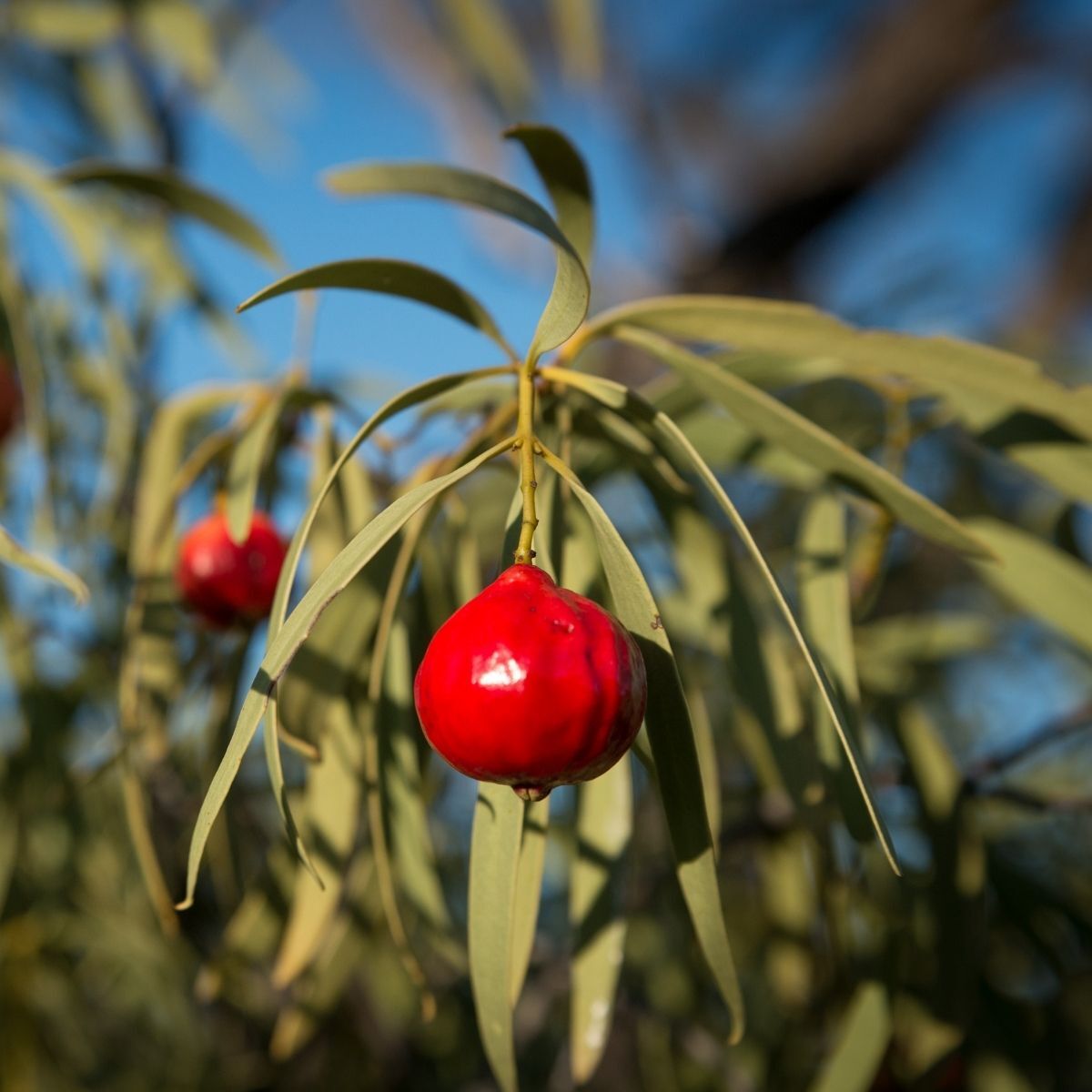 Quandong Seeds