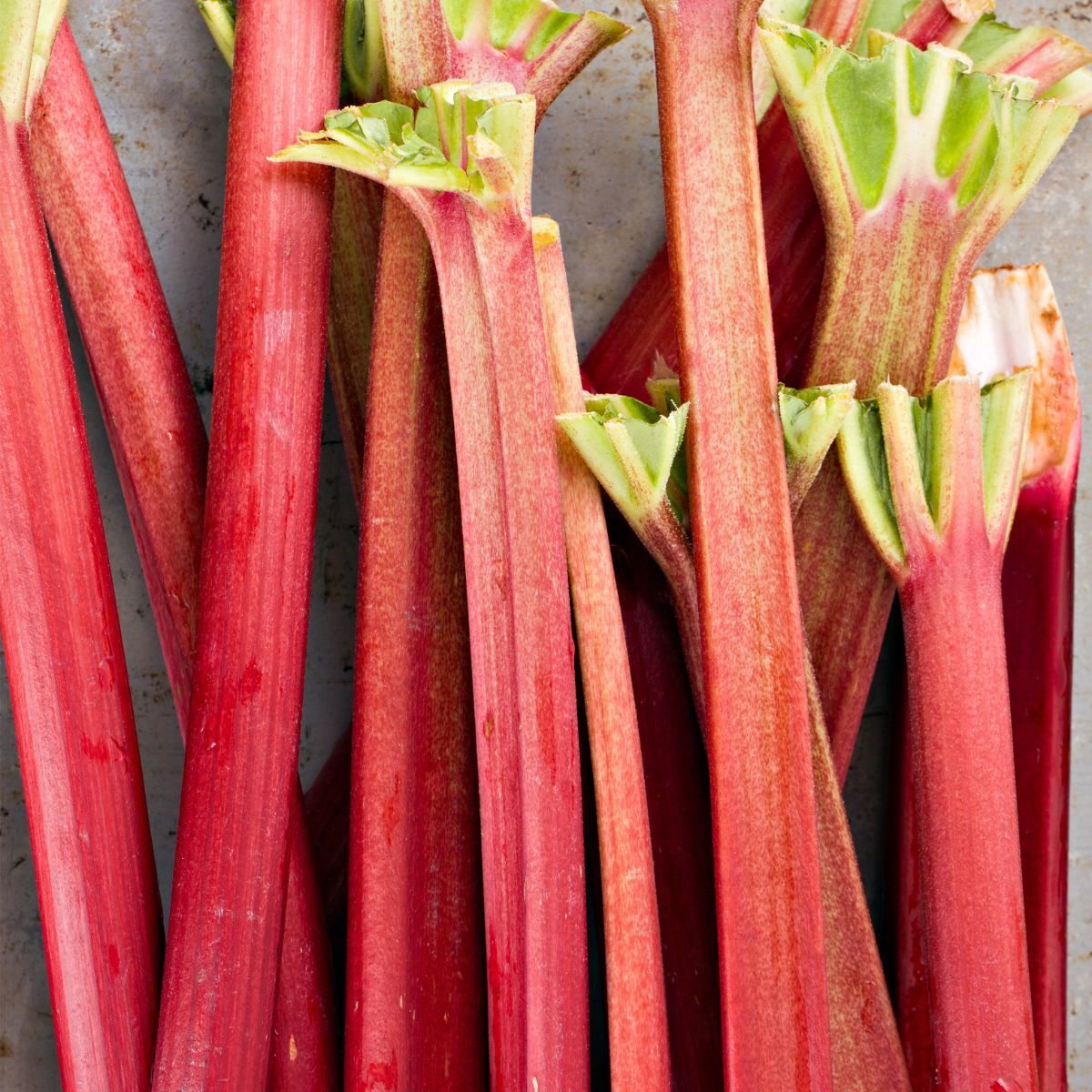 Ever Red Rhubarb Seeds