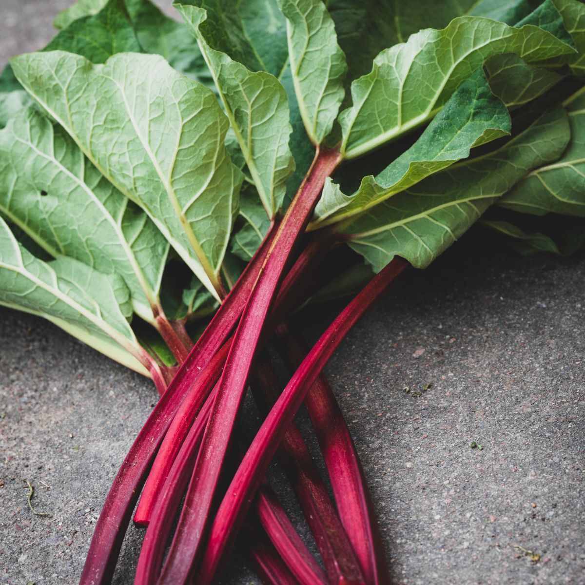 Red Dragon Rhubarb Seeds