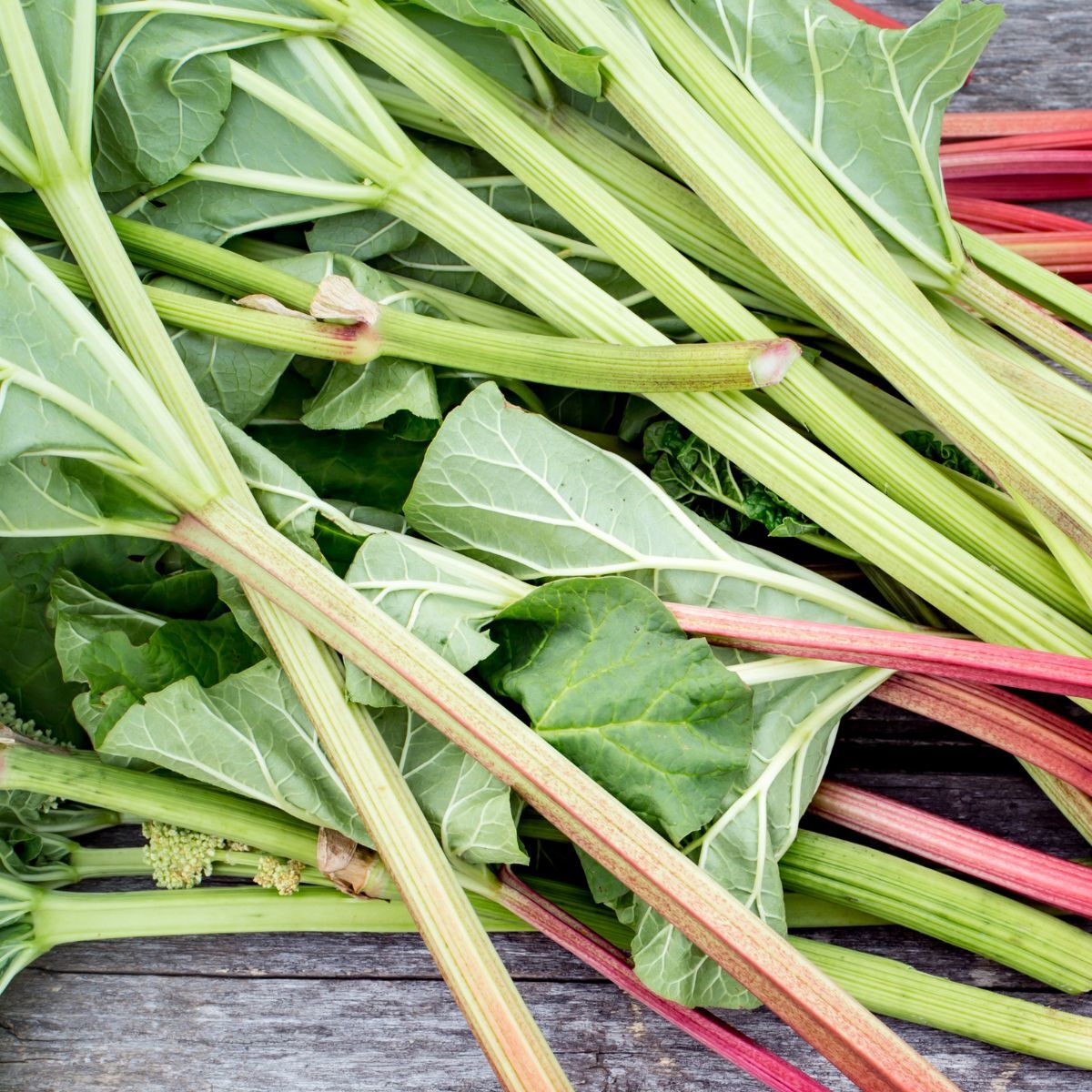 Victoria Rhubarb Seeds