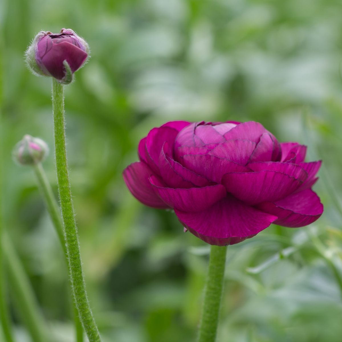 Ranunculus Florentine Burgundy Corm