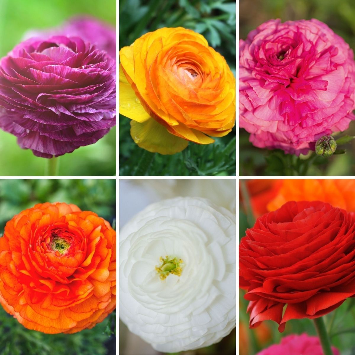 Ranunculus Florentine Mix Corm