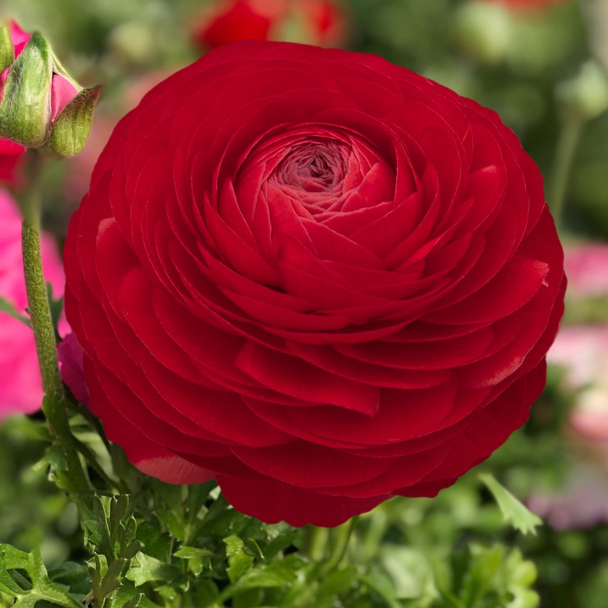 Ranunculus Primo Rosso Red Corm