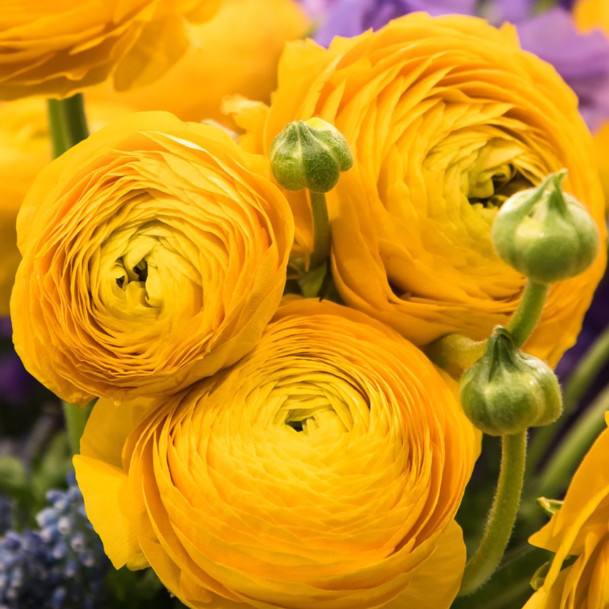 Ranunculus Primo Giallo Yellow Corm