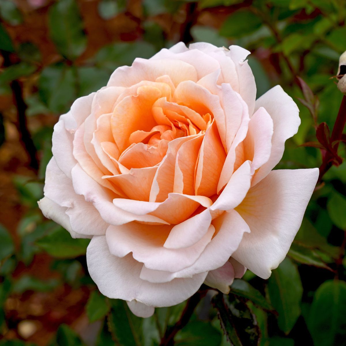 Rose Spicy Parfuma Seeds