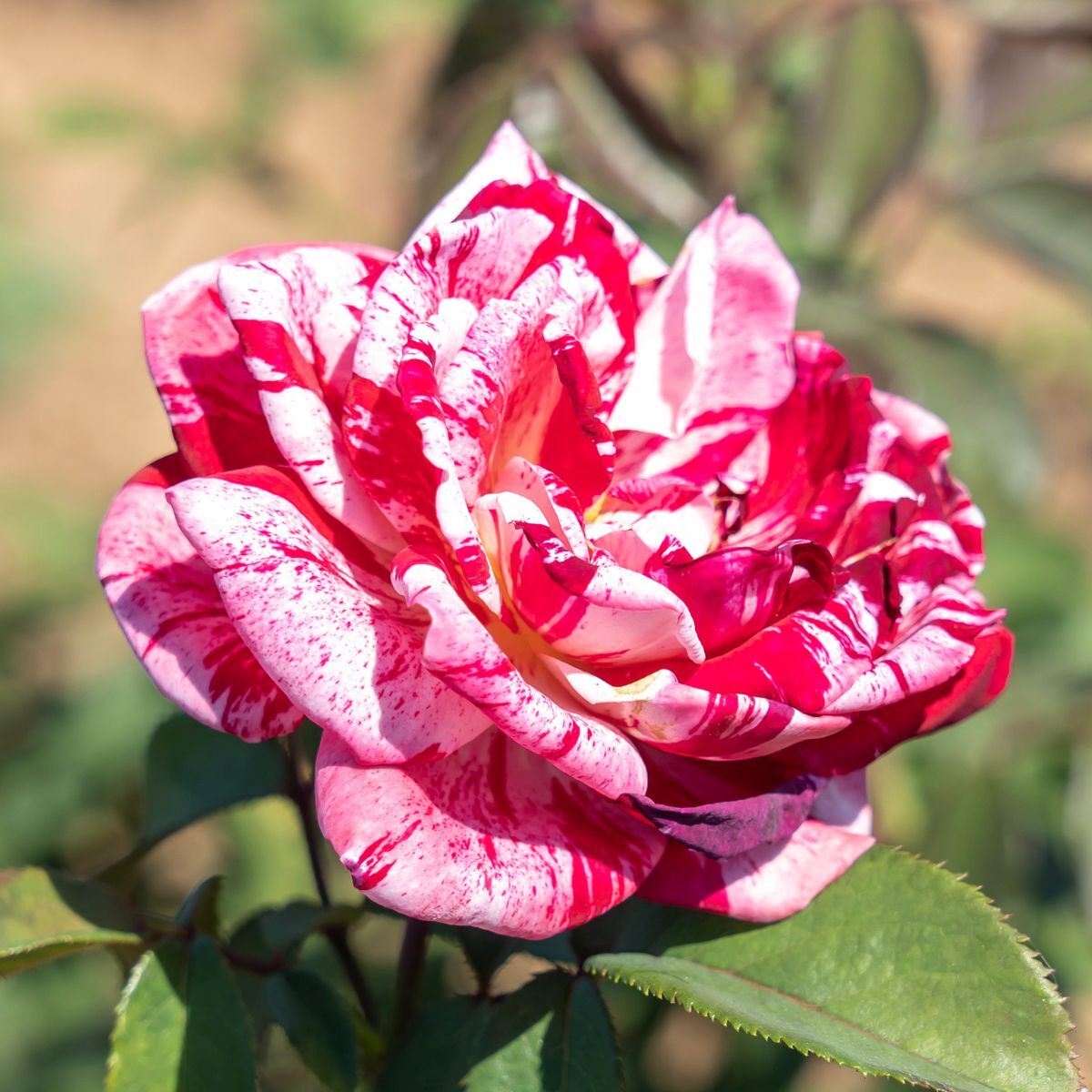 Rose Scentimental Seeds