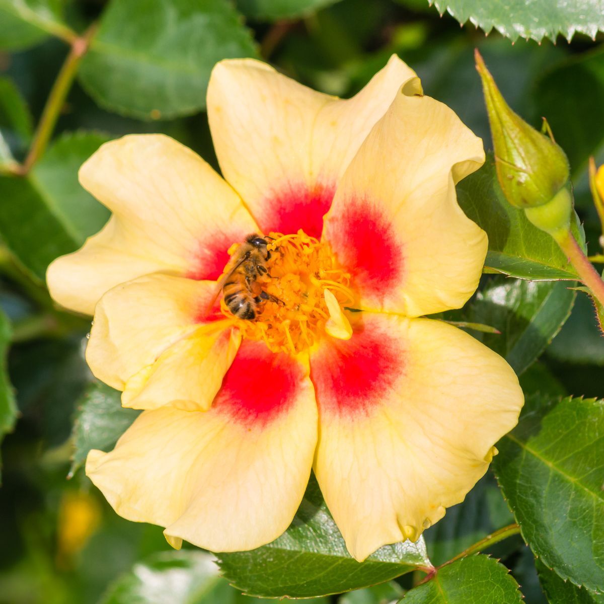 Rose Eye of the Tiger Seeds