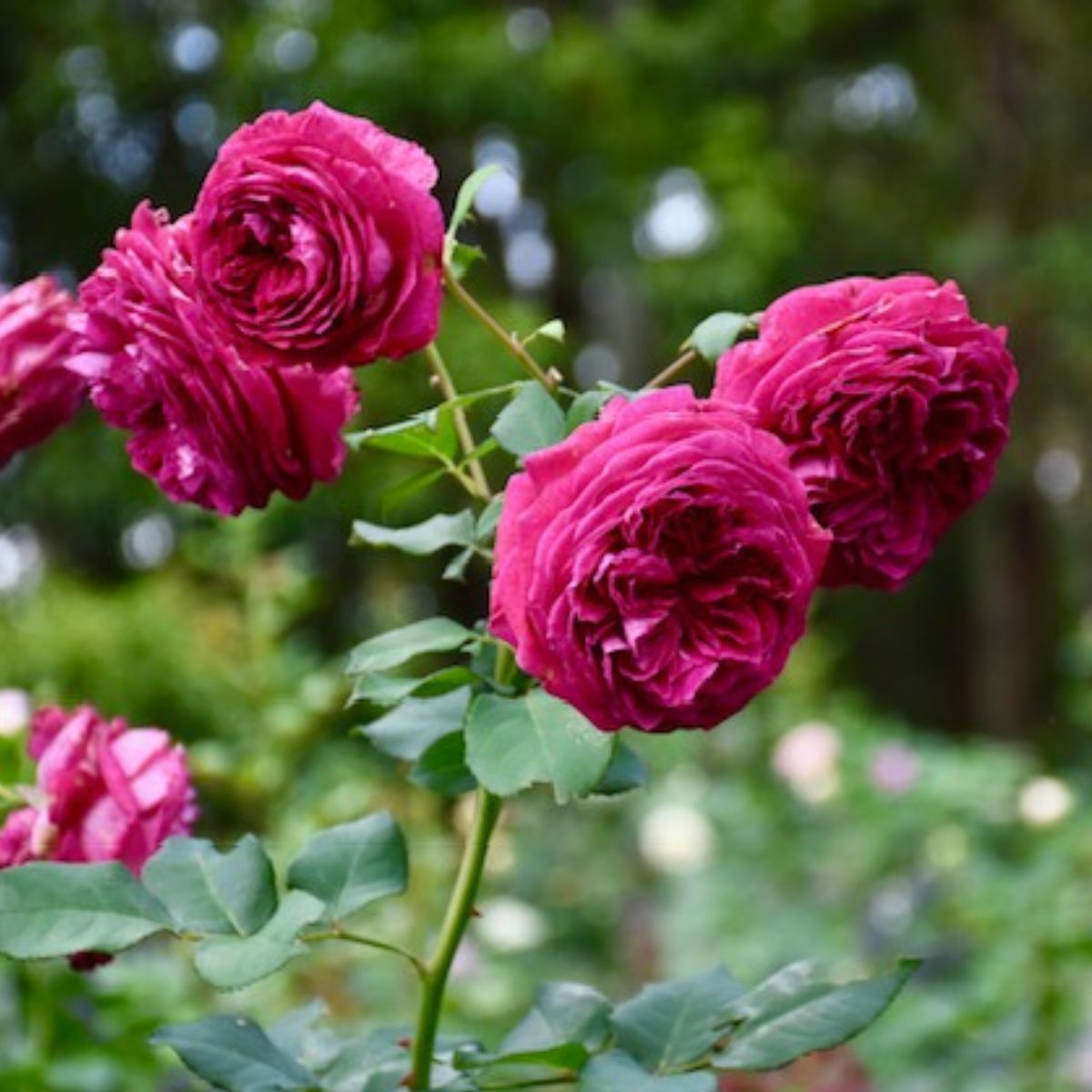 Rose Delightful Parfuma Seeds