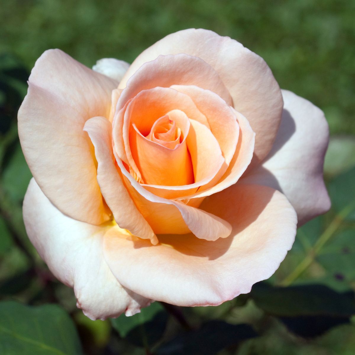 Rose Apricot Nectar Seeds