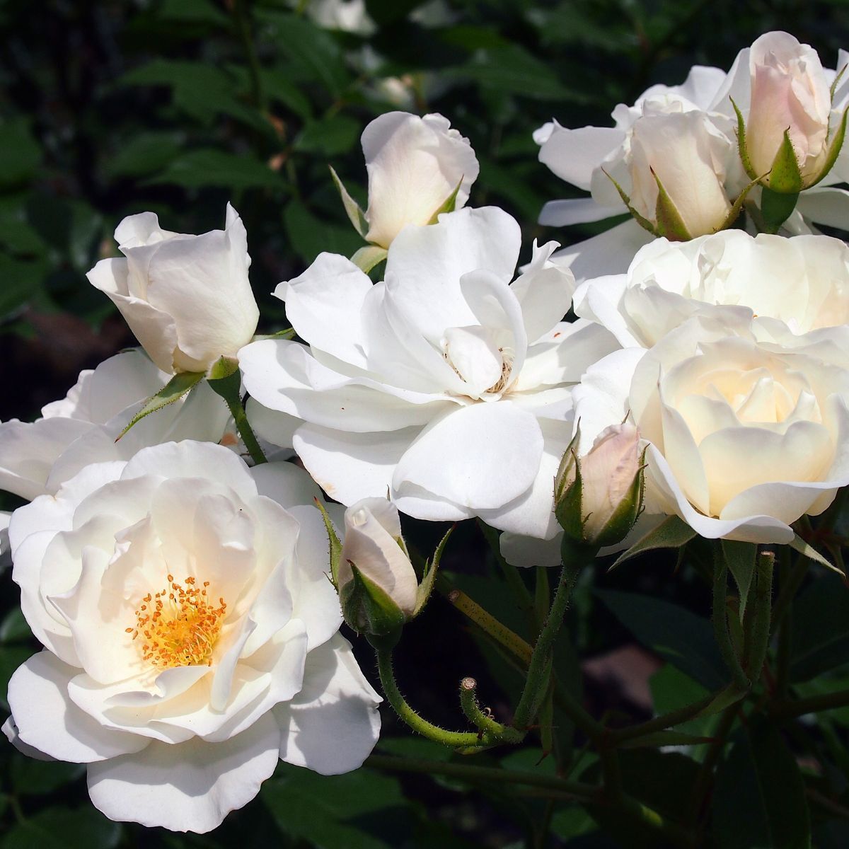 Rose Iceberg Seeds