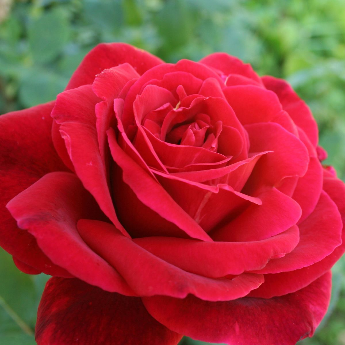 Rose Mr Lincoln Climbing Seeds