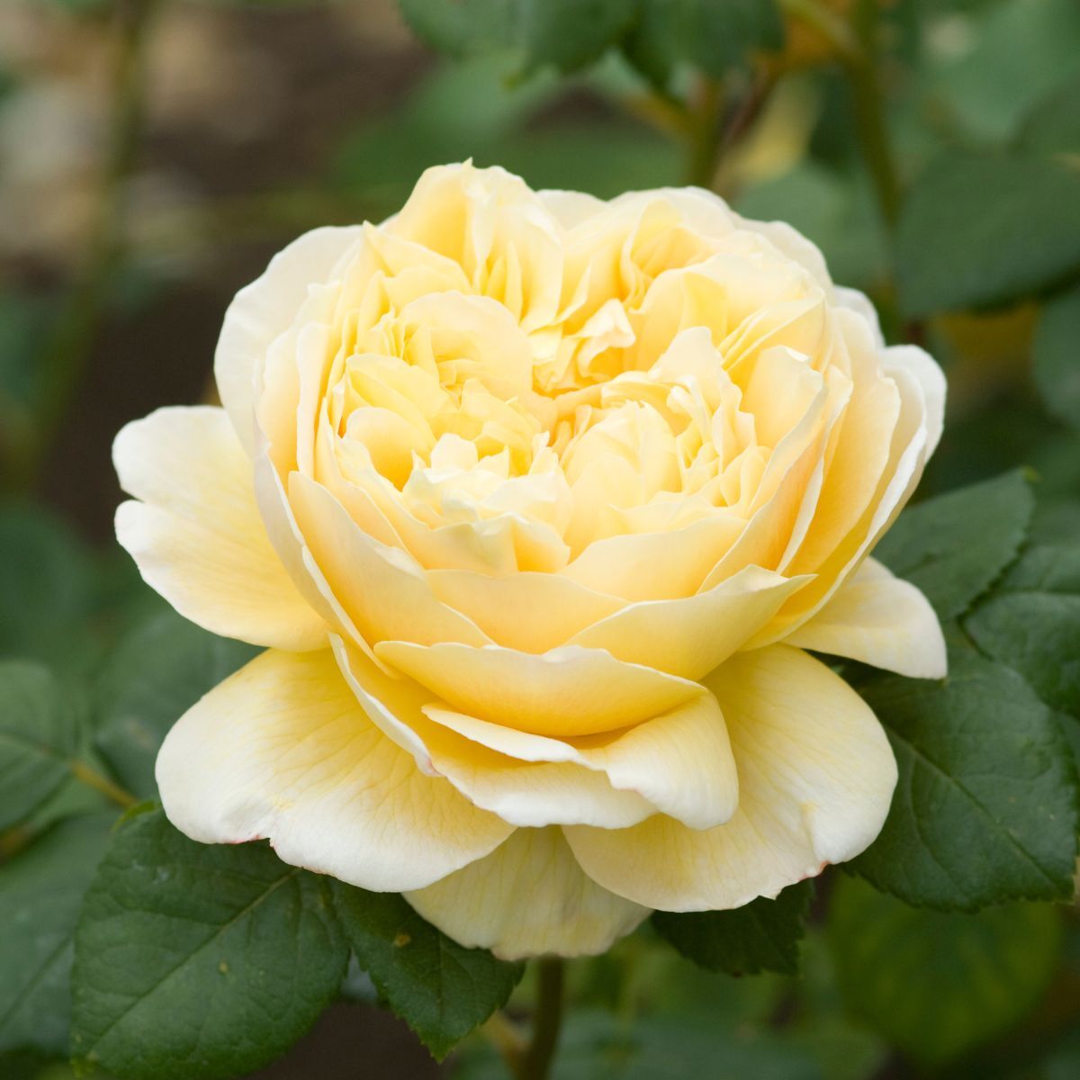 Rose Charles Darwin Seeds