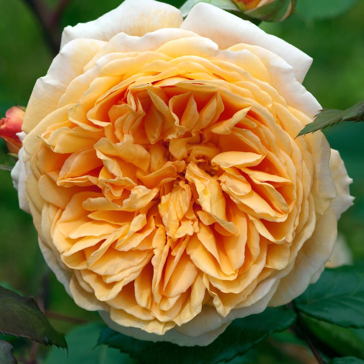 Rose Crown Princess Margareta Seeds