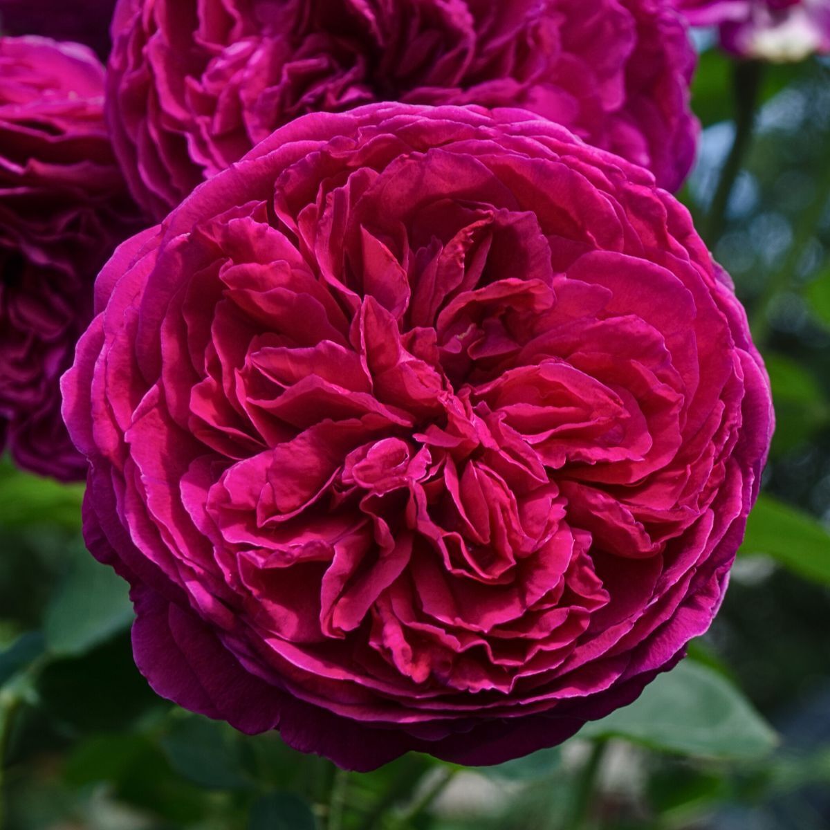 Rose Falstaff Seeds