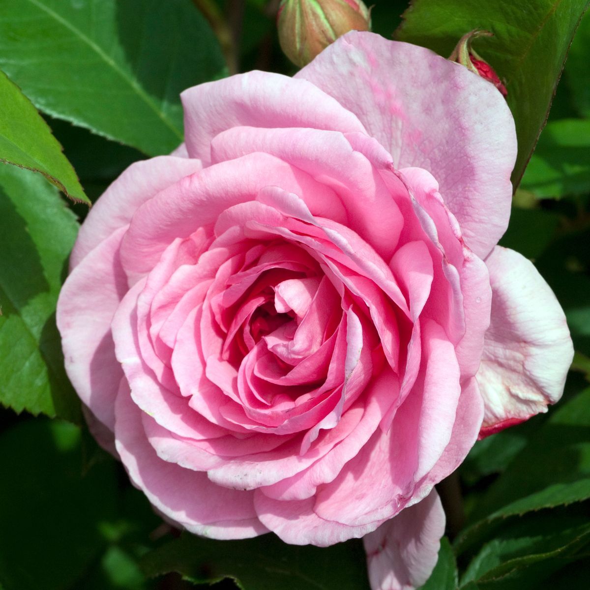 Rose Gertrude Jekyll Seeds