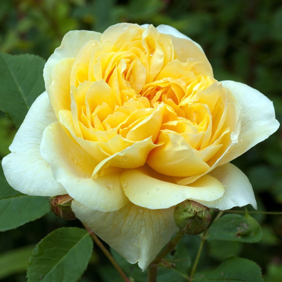 Rose Teasing Georgia Seeds