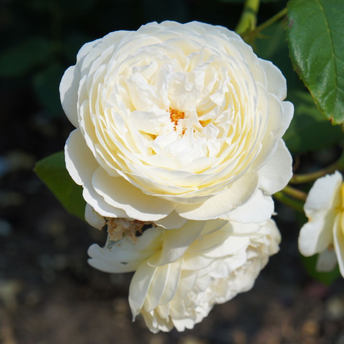 Rose Claire Austin Seeds