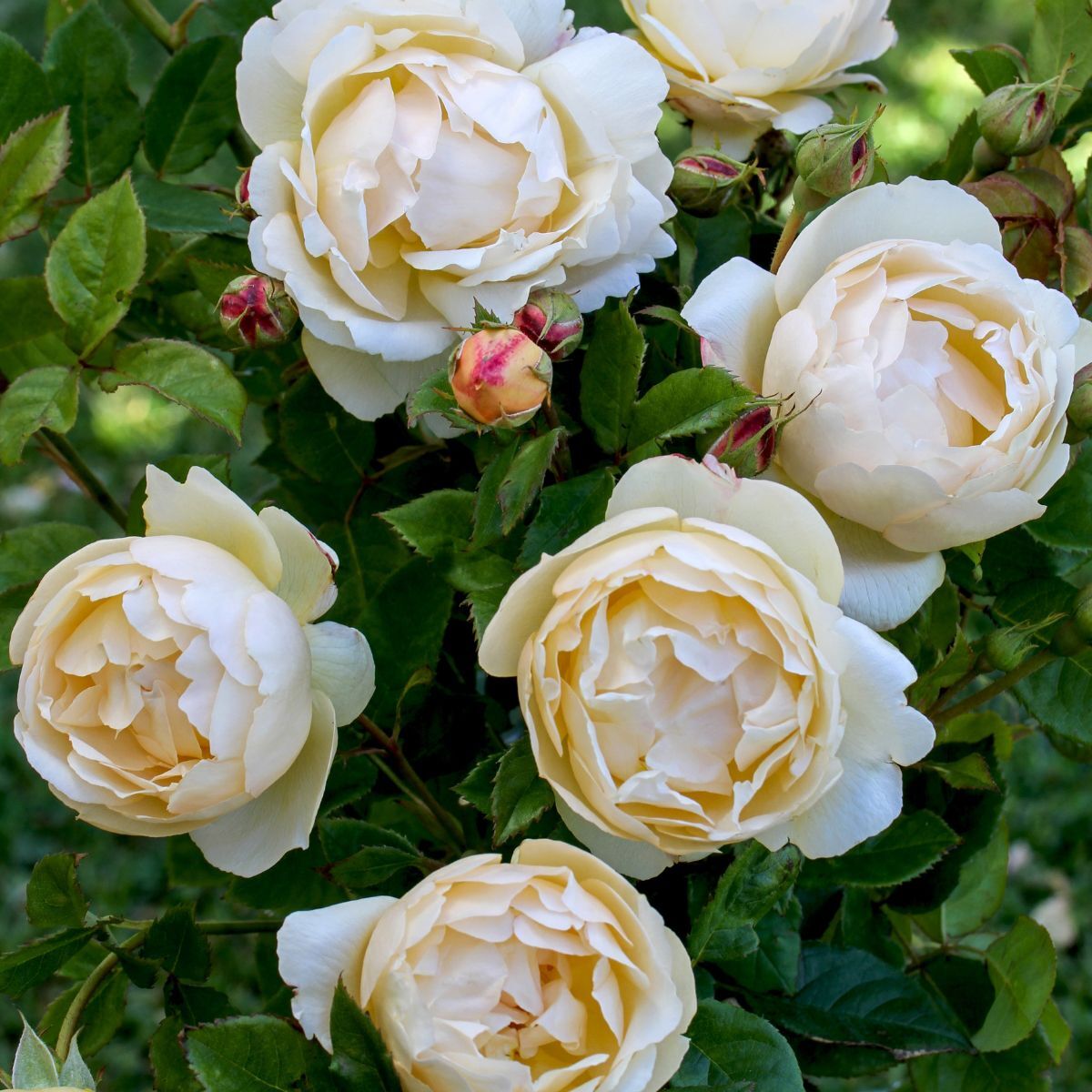 Wollerton Old Hall Rose Seeds