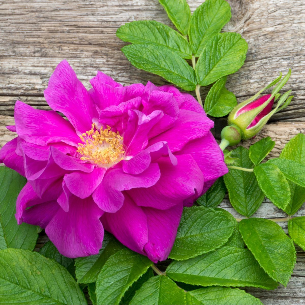 Rose Rugosa Scabrosa Seeds