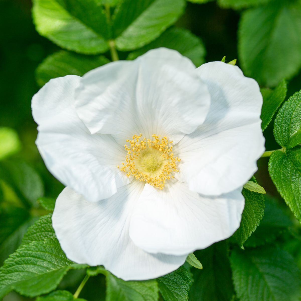 Rose Rugosa Alba Seeds