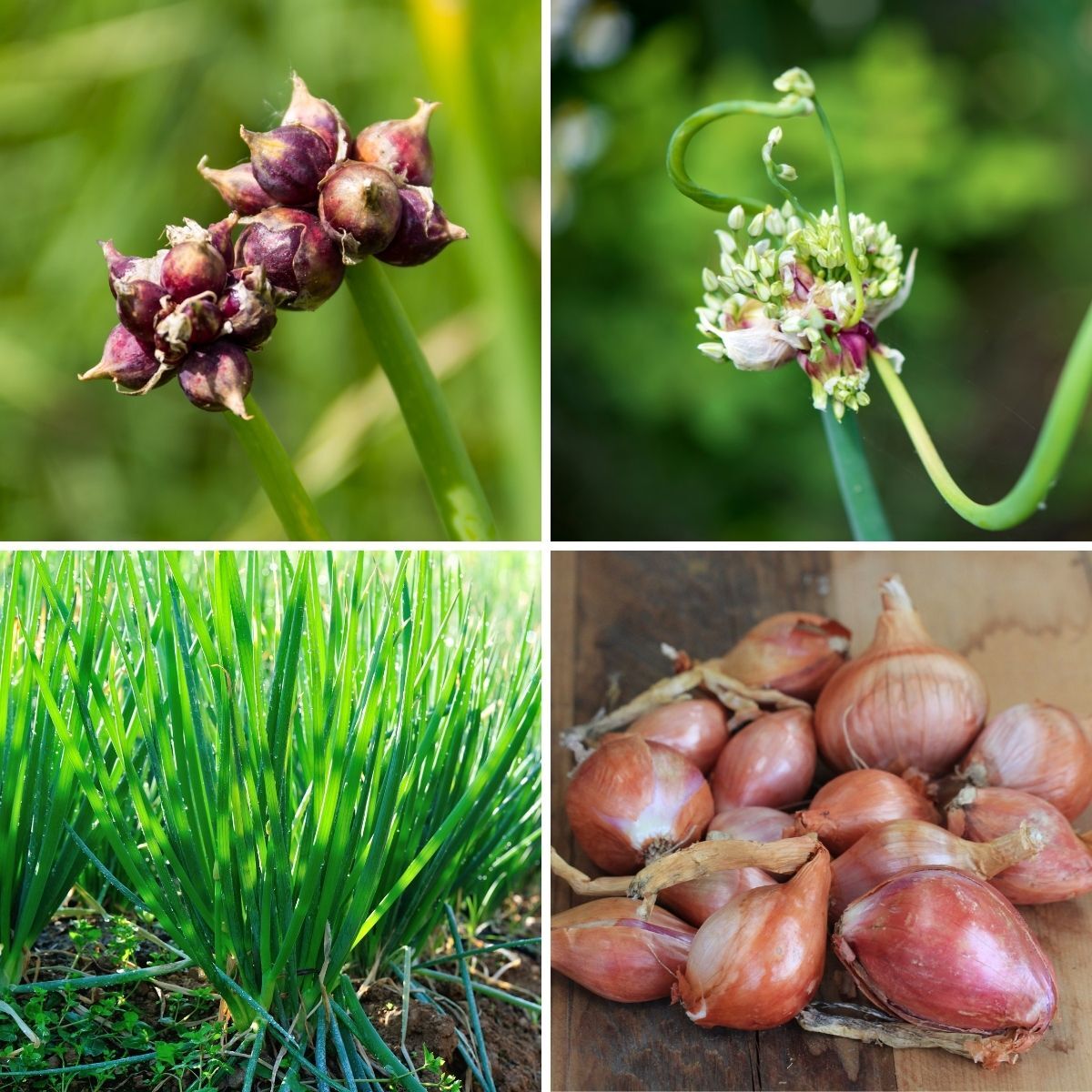 Walking Onion Seeds