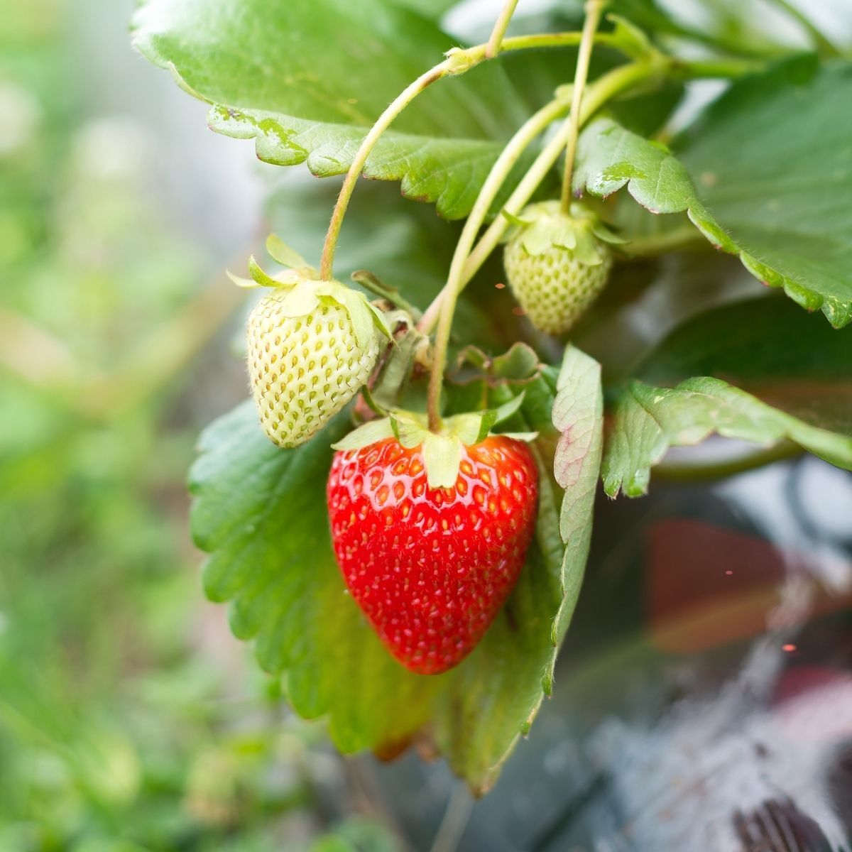 Adina Strawberry Seeds