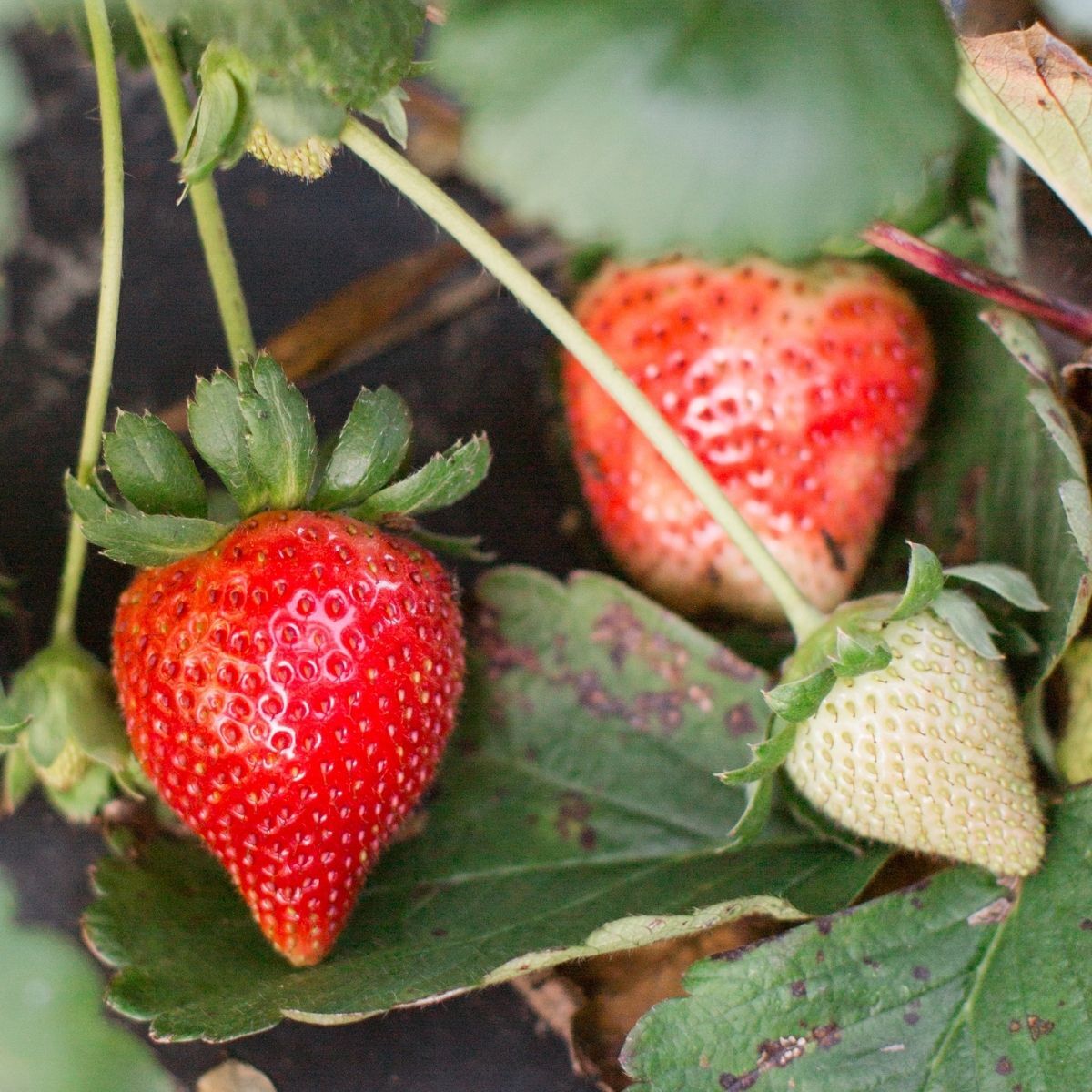 Melba PBR Strawberry Seeds